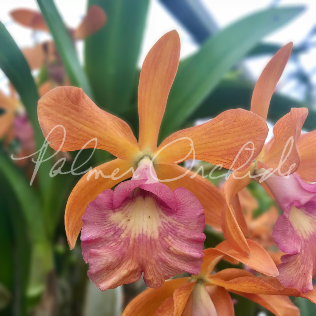 Yam. Redland Sunset 'Palmer Orchids' 2.png