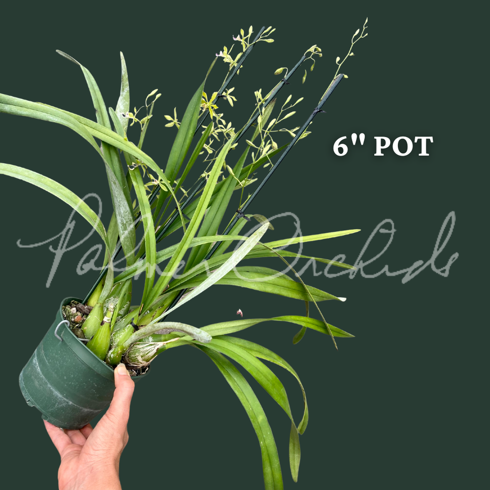 Encyclia replicata — Palmer Orchids