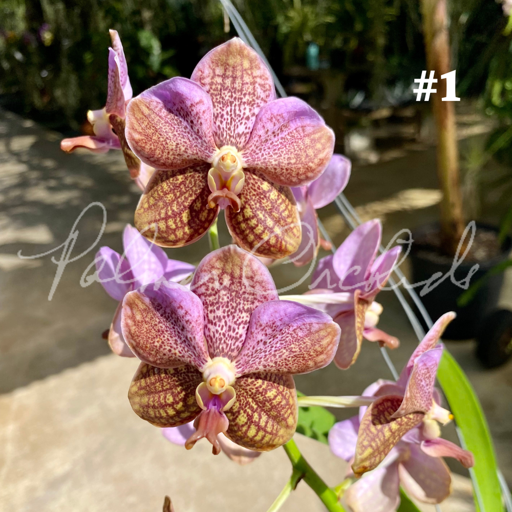 Vanda sanderiana-Boonchoo x denisoniana — Palmer Orchids