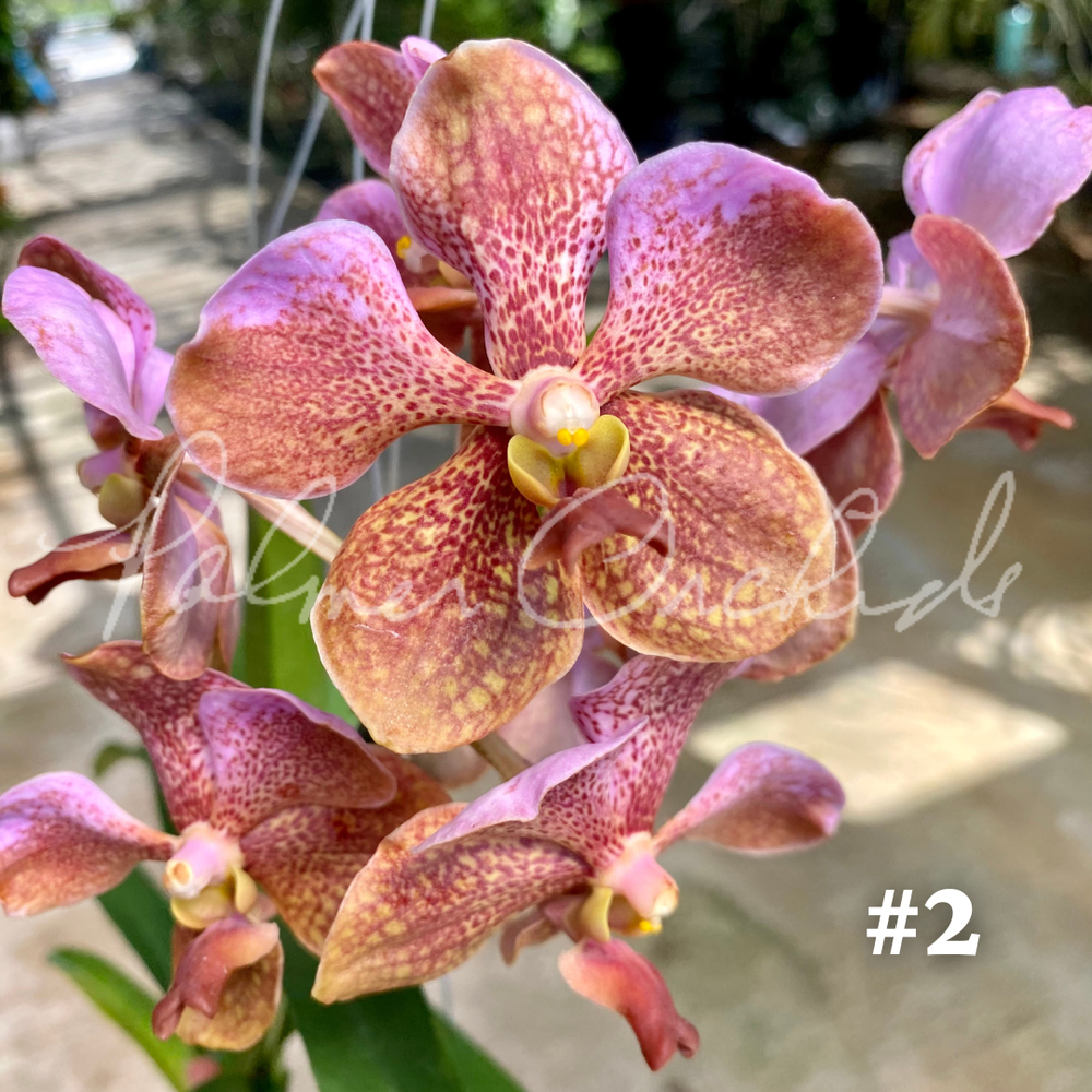 Vanda sanderiana-Boonchoo x denisoniana — Palmer Orchids