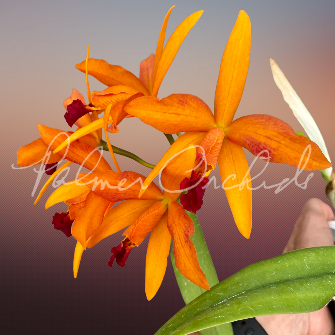 Ctt. Orquidacea's Small Fortune — Palmer Orchids