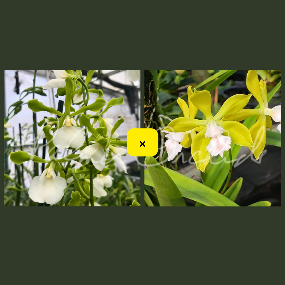 Bllra. Big Shot 'Hilo Sparkle' — Palmer Orchids