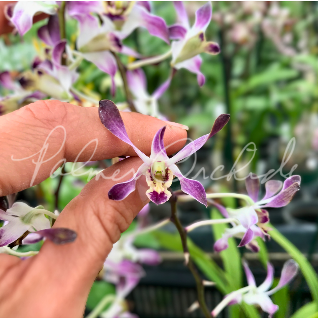 Den. Love Memory 'Fizz' — Palmer Orchids