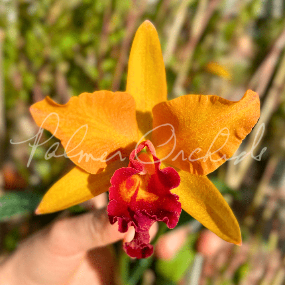 ラリック　ORCHIDEE ウランガラス・オパルセント鉢ボウル　口径23.3㎝ ラリック ORCHIDEE ウランガラス・オパルセント鉢ボウル 口径23.3