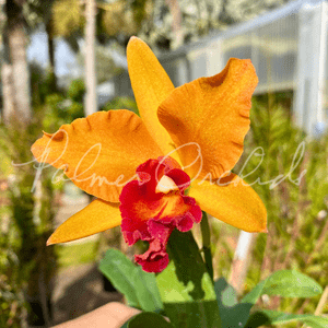 Rth. Sara Wolf — Palmer Orchids