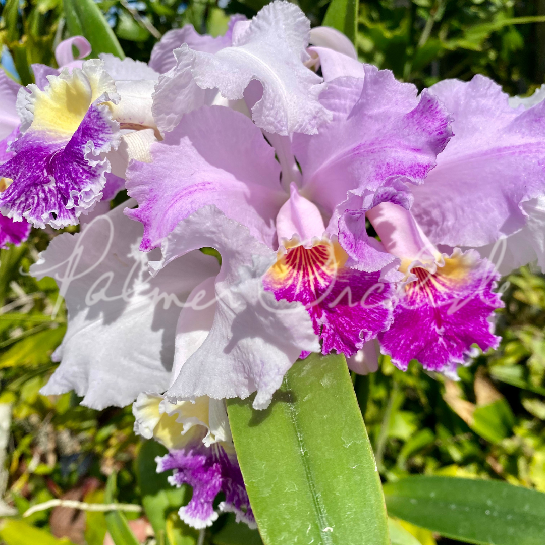 Cattleya lueddemanniana — Palmer Orchids