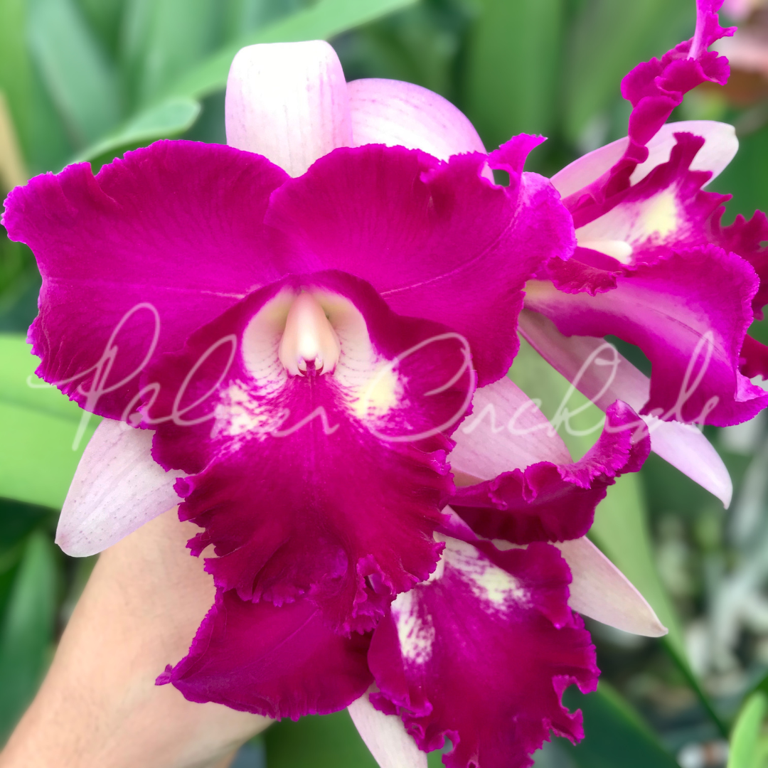 Rlc. Sa-Ngob Delight 'Krarit' Palmer Orchids 4.png