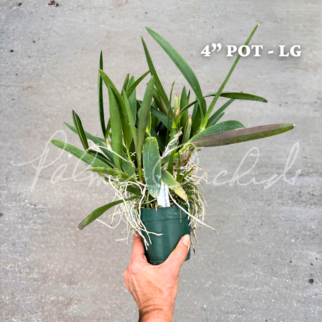 Cty. Green Dragon 4 in pot lg 1.png