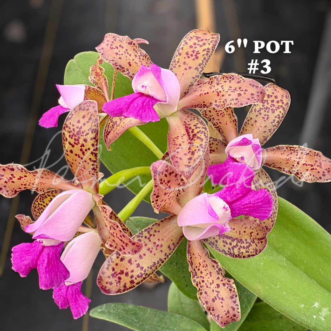 Cattleya tigrina (albina x alba) 8.png