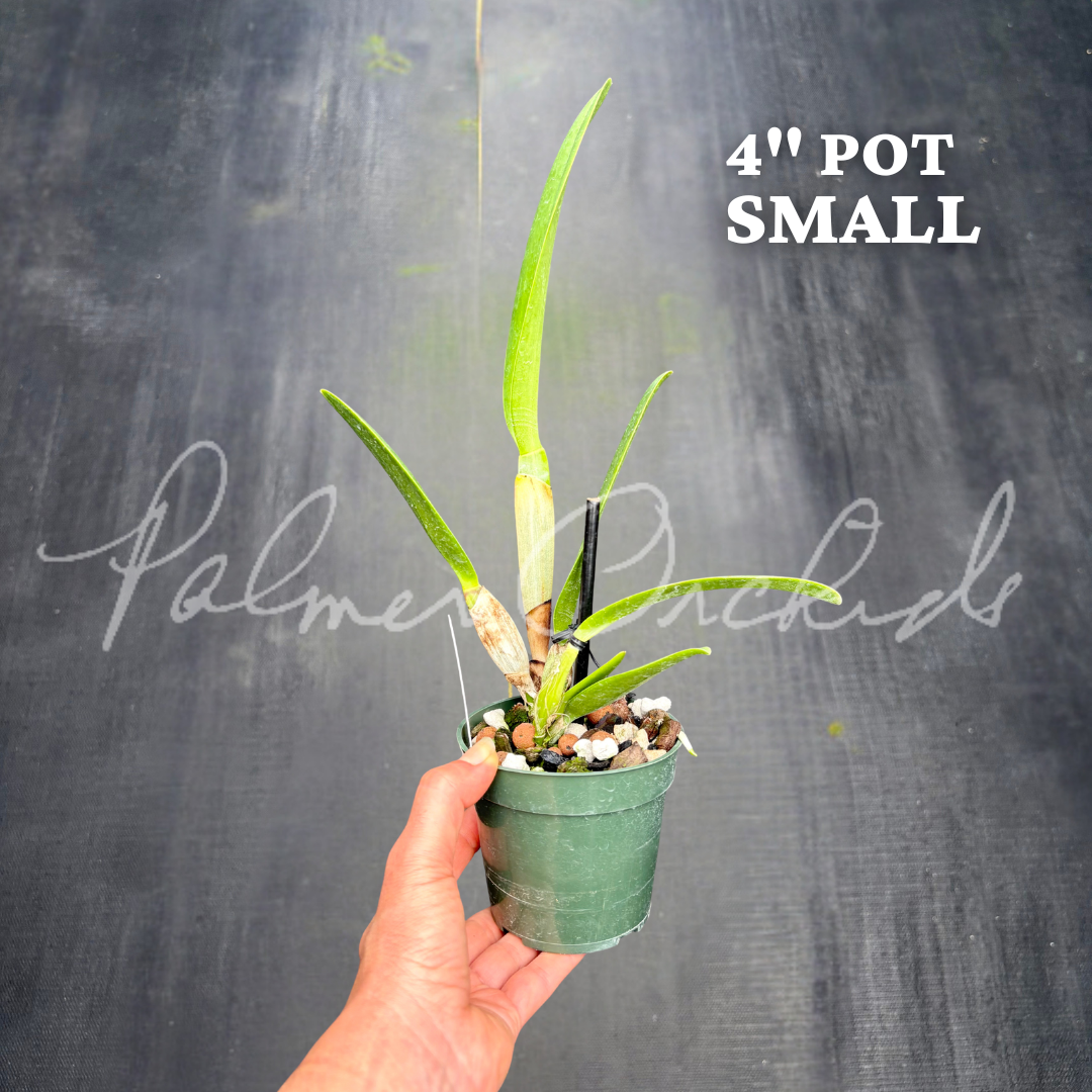 Rlc. Dick Smith 'Paradise' 4.png