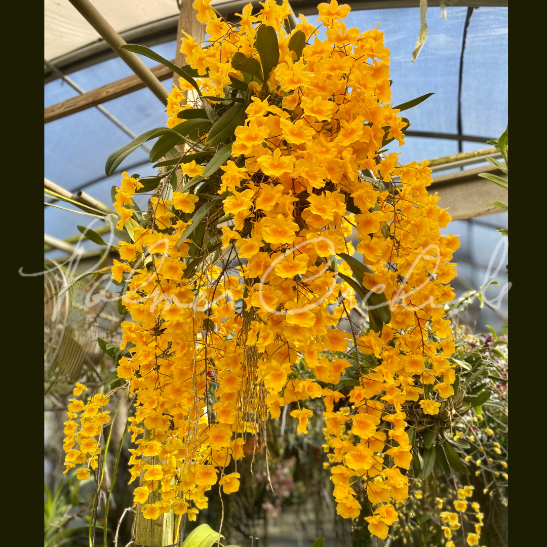 Dendrobium aggregatum Palmer Orchids 5.png