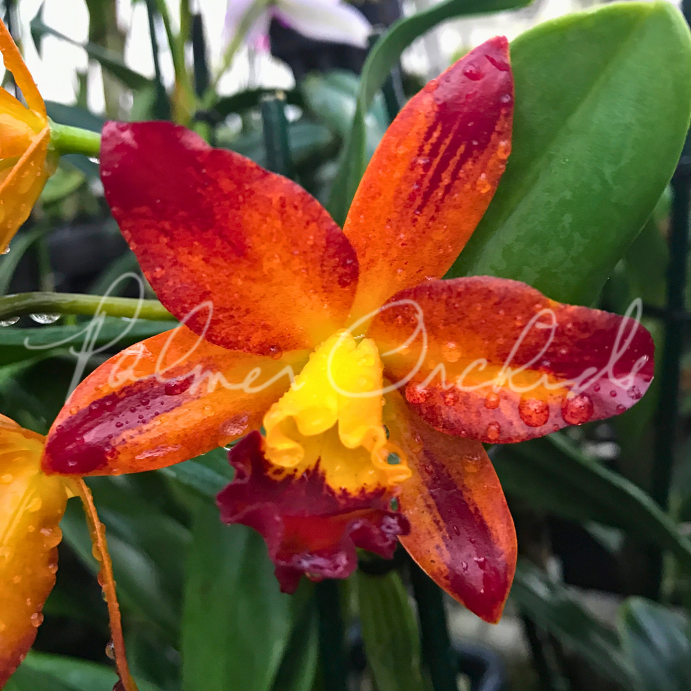 Ctt. Varut Startrack  Palmer Orchids