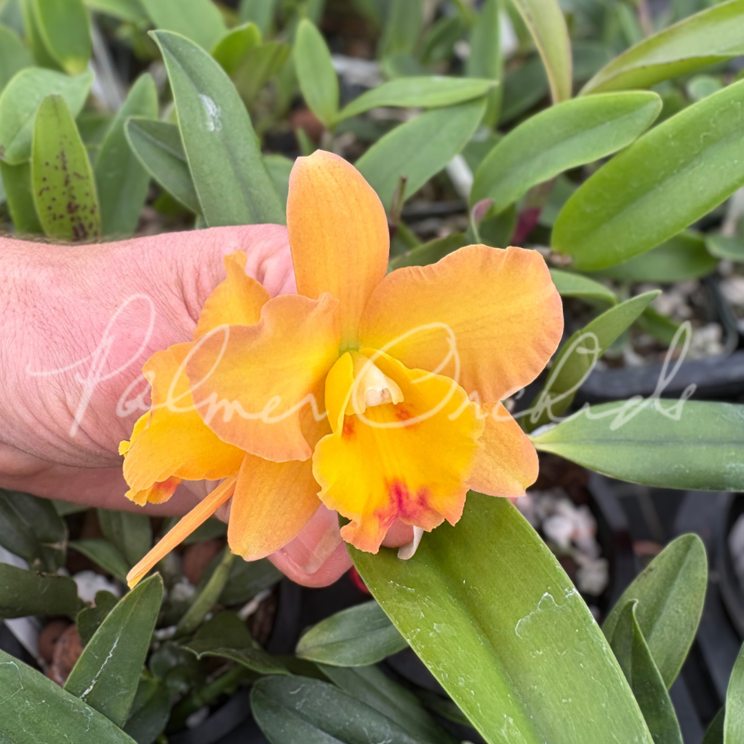 C. Rachel's Sunset Glow