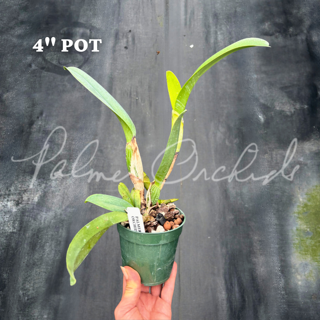 Rlc. Ryoko Palmer Orchisds 4 inch pot.png