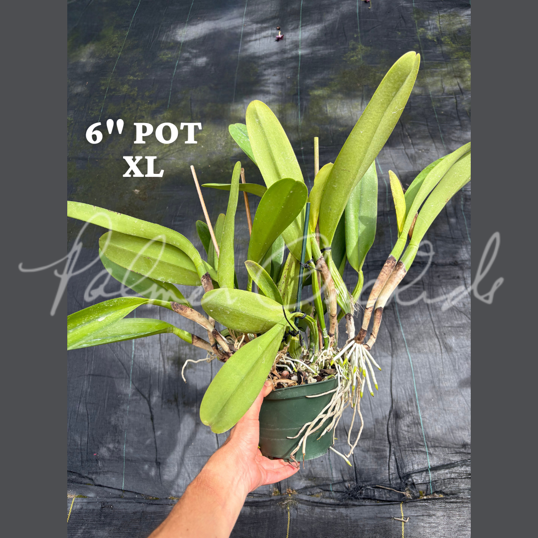 Rlc. Kyla Kobayashi Palmer Orchids 13.png