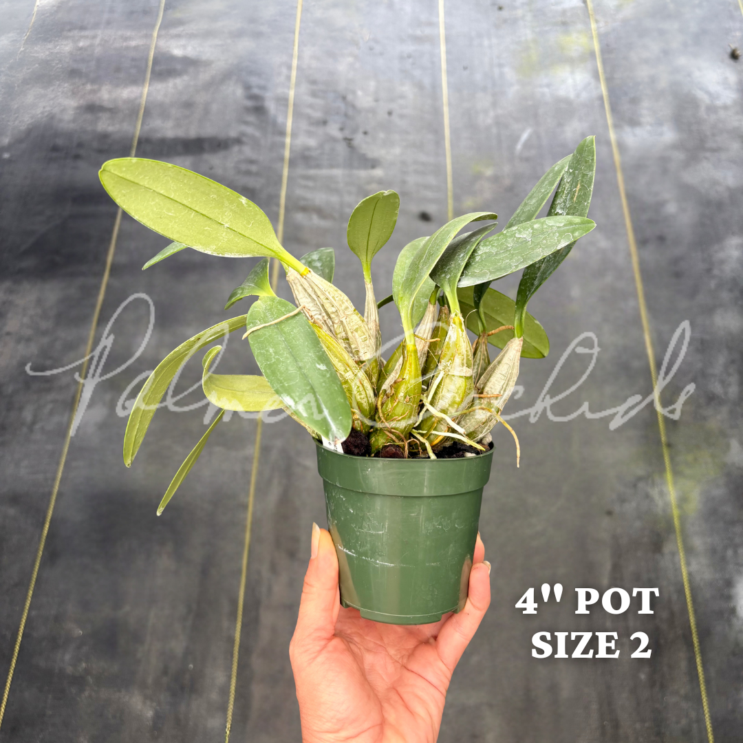 Dendrobium aggregatum Palmer Orchids 4.png