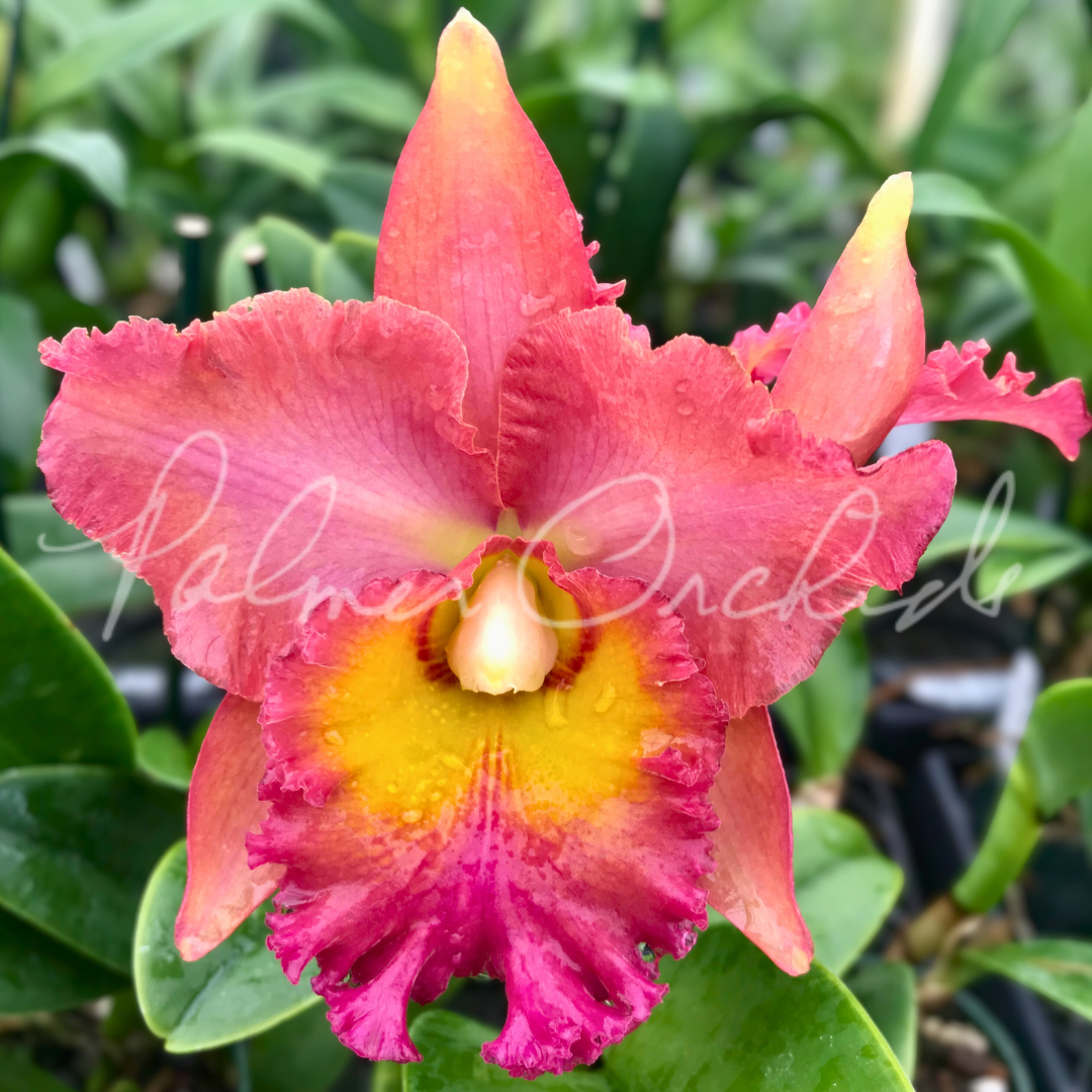 Rlc. Ryoko 1.png