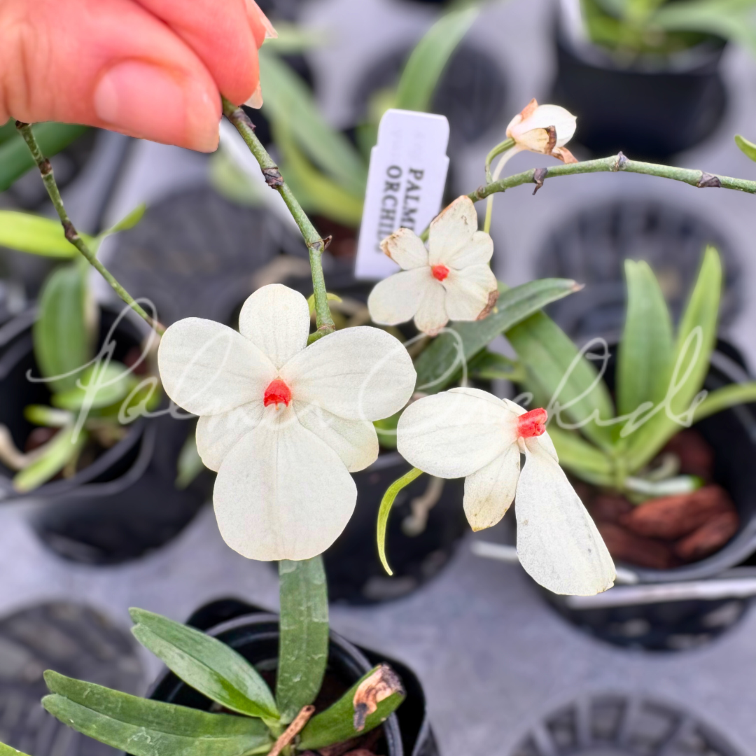 Aerangis luteoalba 1.png