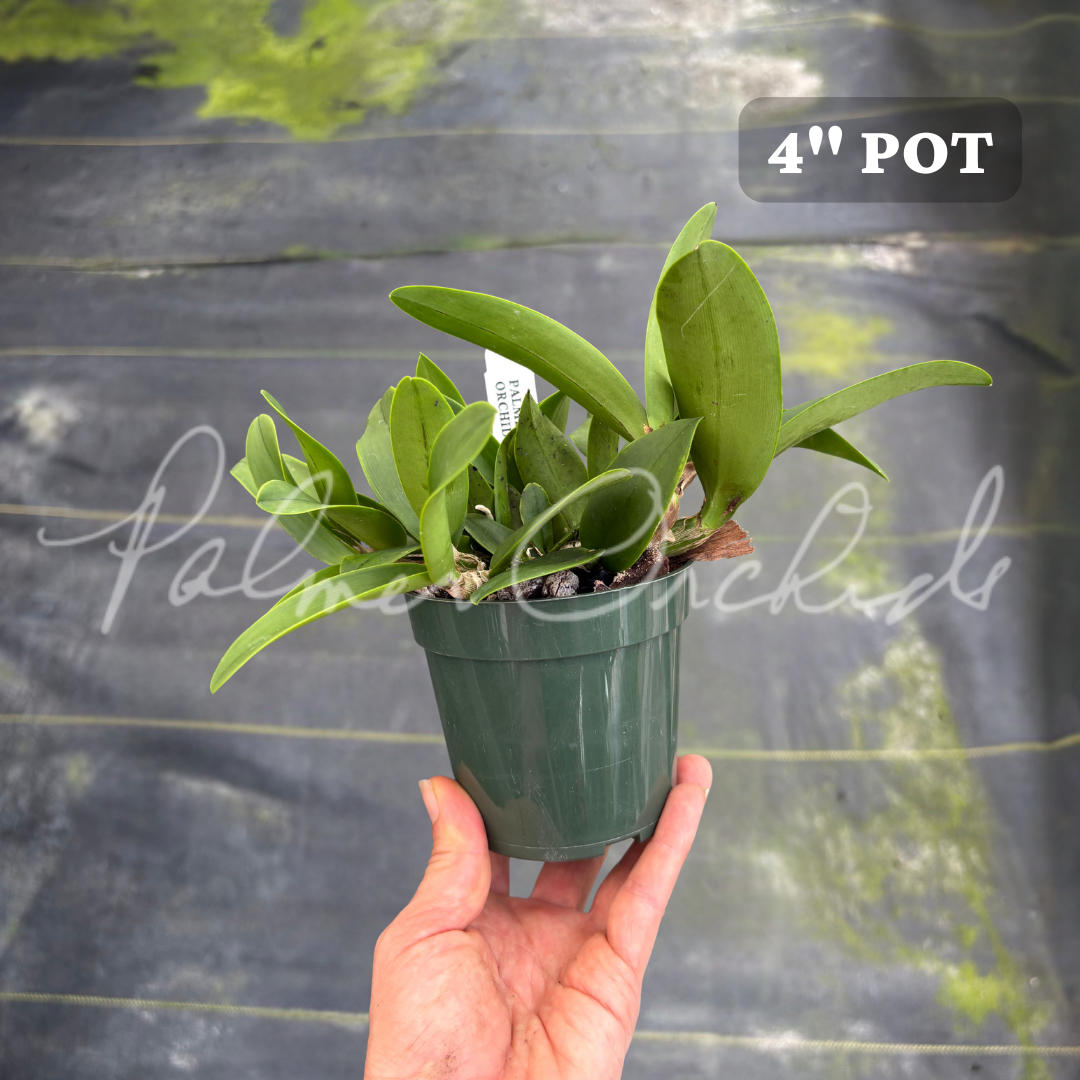 Schomburgkia albopurpurea.png