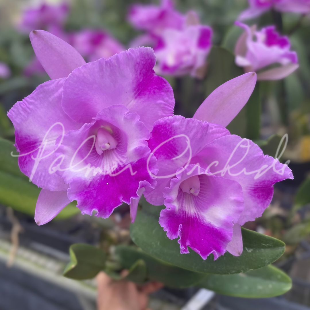 Rlc. Island Charm 'Elizabeth' Palmer Orchids 3.png
