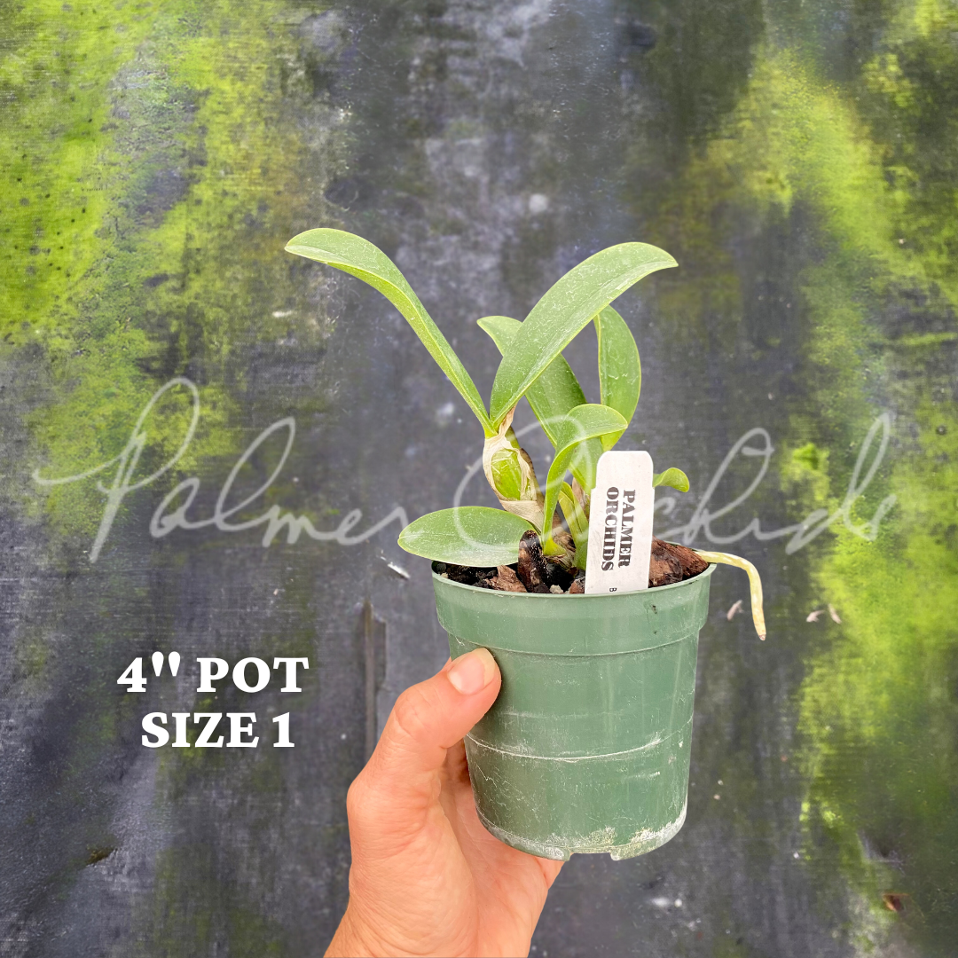 c violacea big jane size 1.png