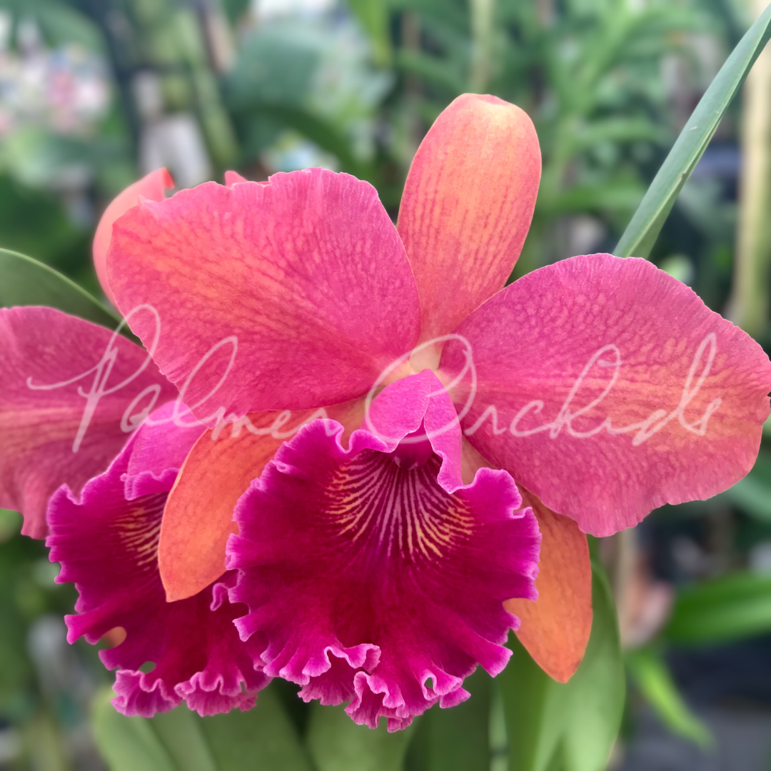 Rlc. Regal Red 'Paradise' - Palmer Orchids Cattleya