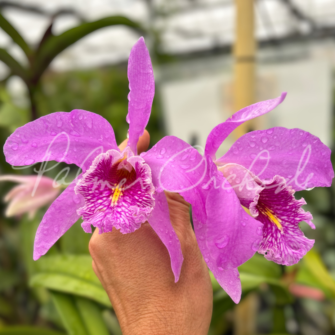 Cattleya maxima 'Gorgeous' x self 5.png