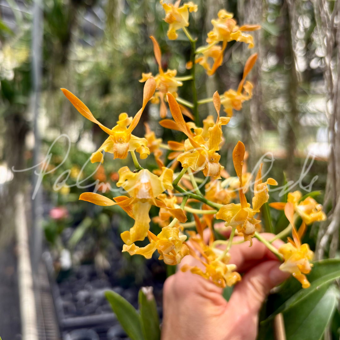Dendrobium tangerinum Palmer Orchids 4.png