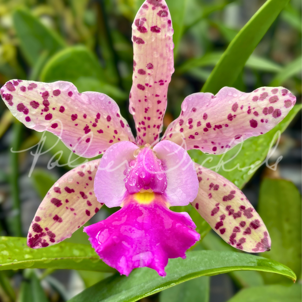 Cattleya Summer Spot-Small World  Palmer Orchids