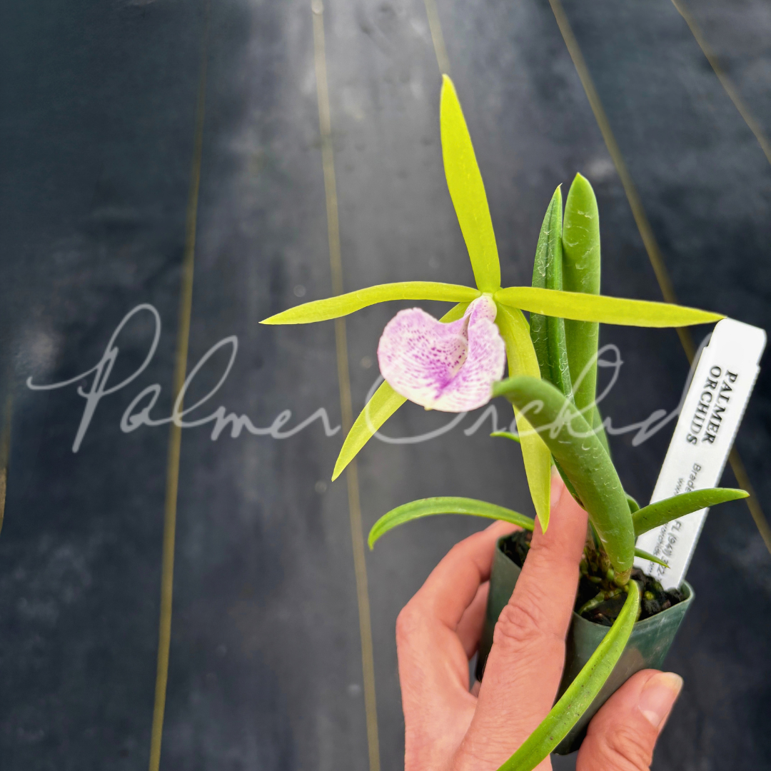 Bc. Gulfshore's Beauty 'Merry Green' 2.png
