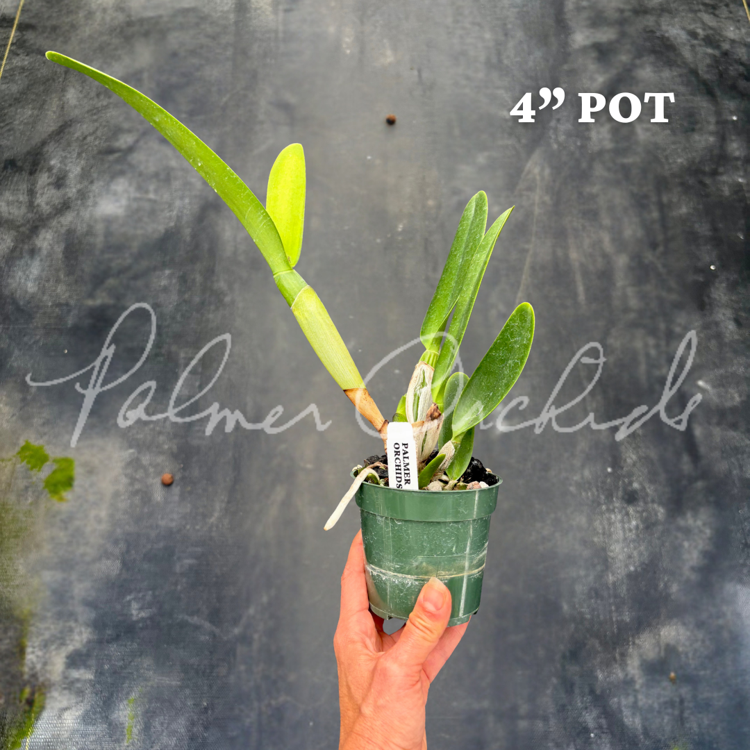 Rlc. Dick Smith 'Paradise' 5.png