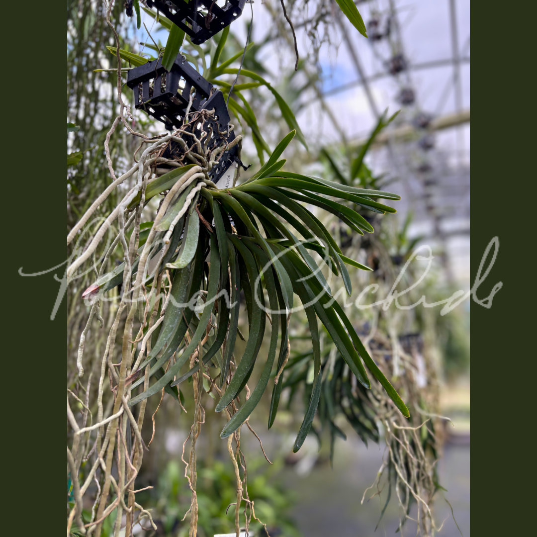 Vanda Fuchs Ocean Spray 5.png