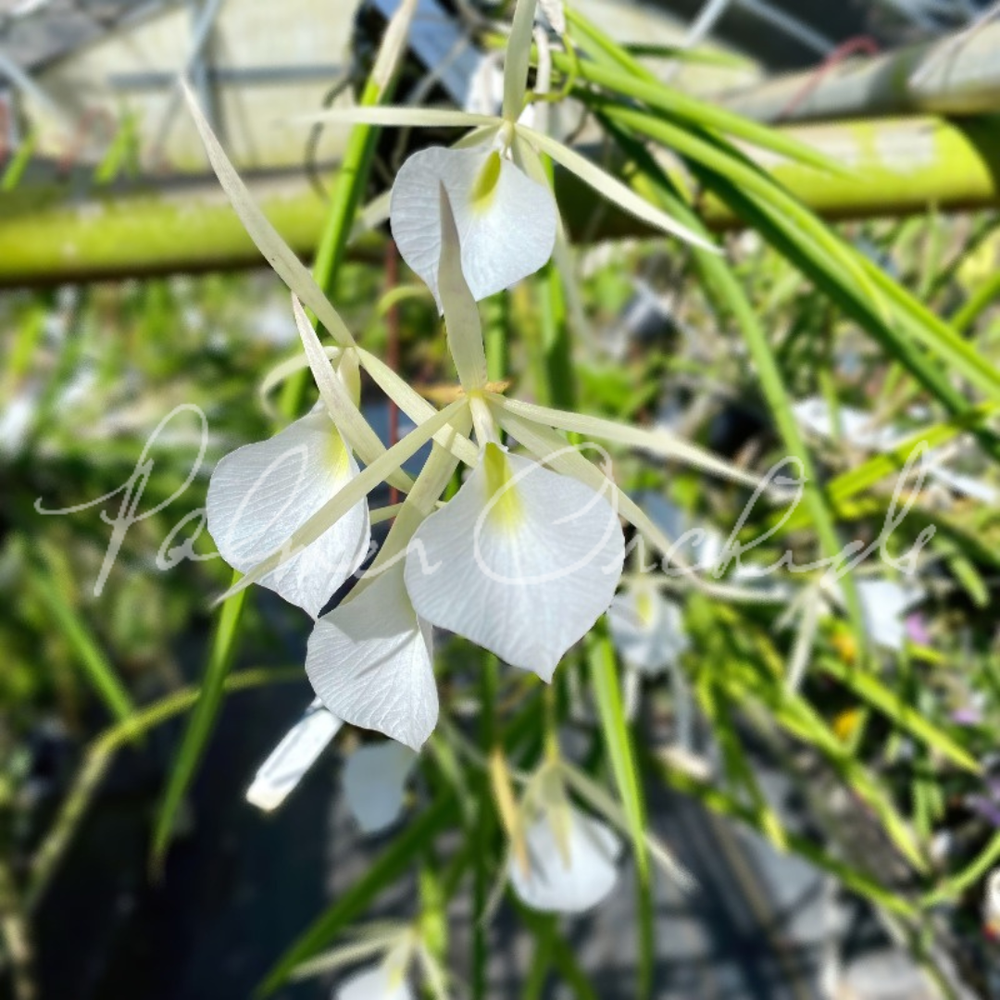 B. Burnett Taurus  Palmer Orchids