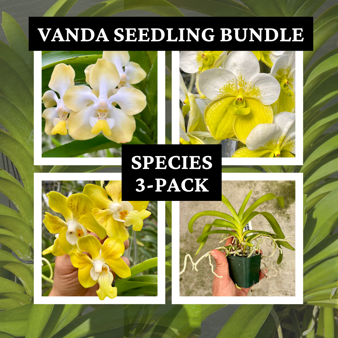 Vanda species seedling bundle.png