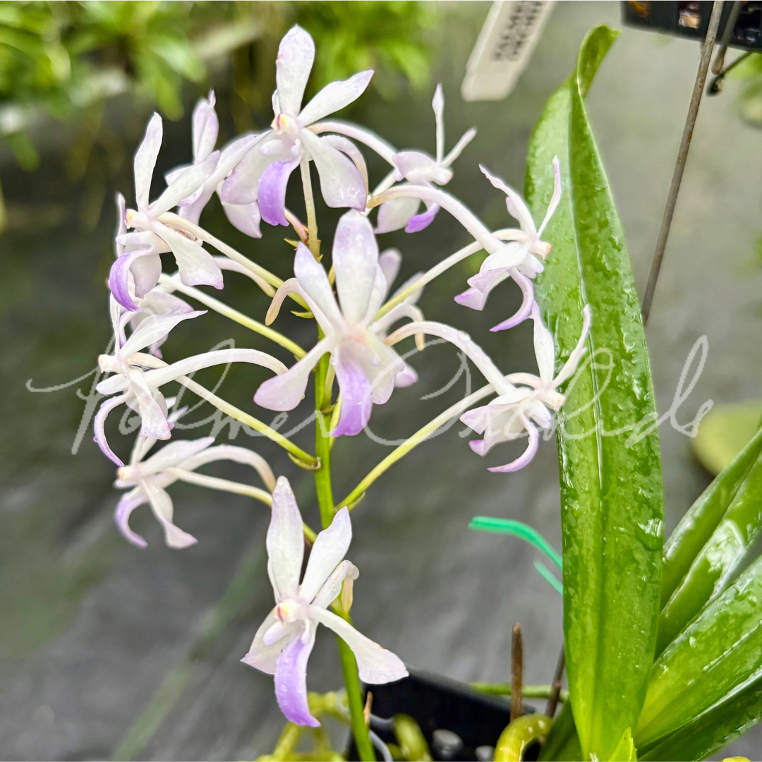 Vanda Fuchs Ocean Spray 2.png