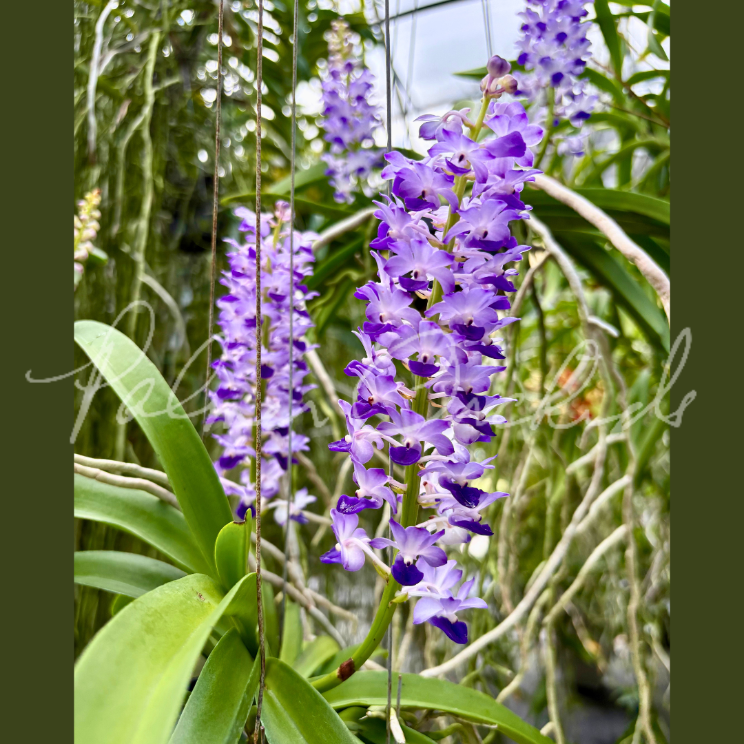 Rhy. coelestis Palmer Orchids 2.png