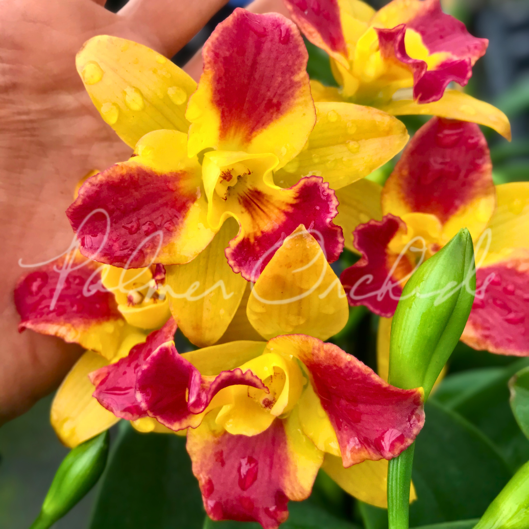 Rth. Burana Beauty 'Burana' 1.png