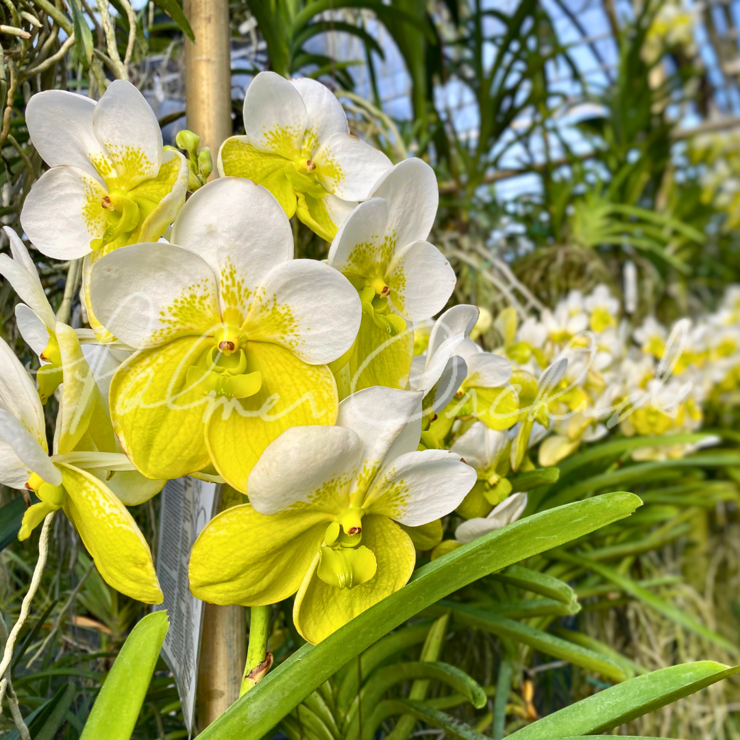 Vanda sanderiana alba 1.png