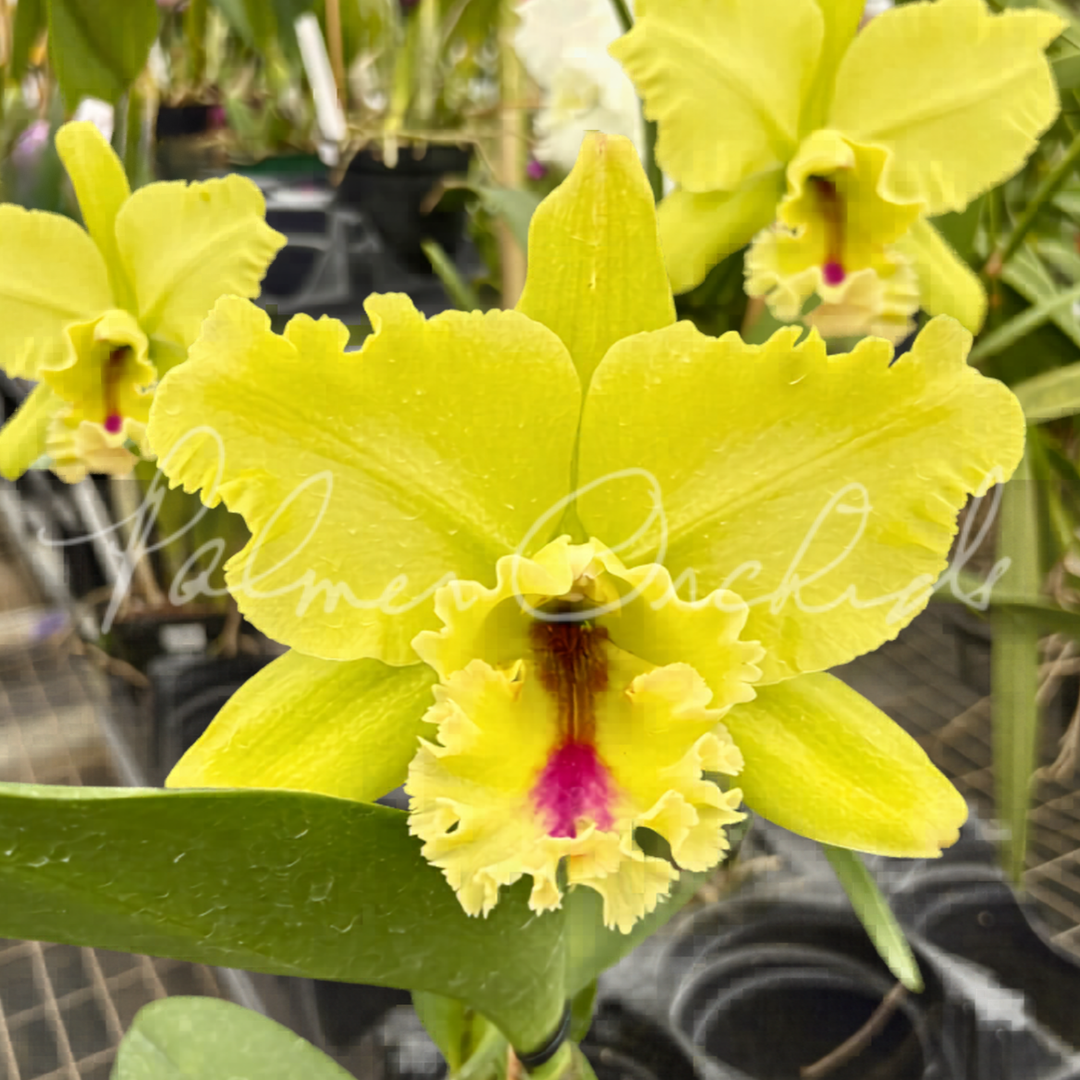 Rlc. Magic Meadow 4.png
