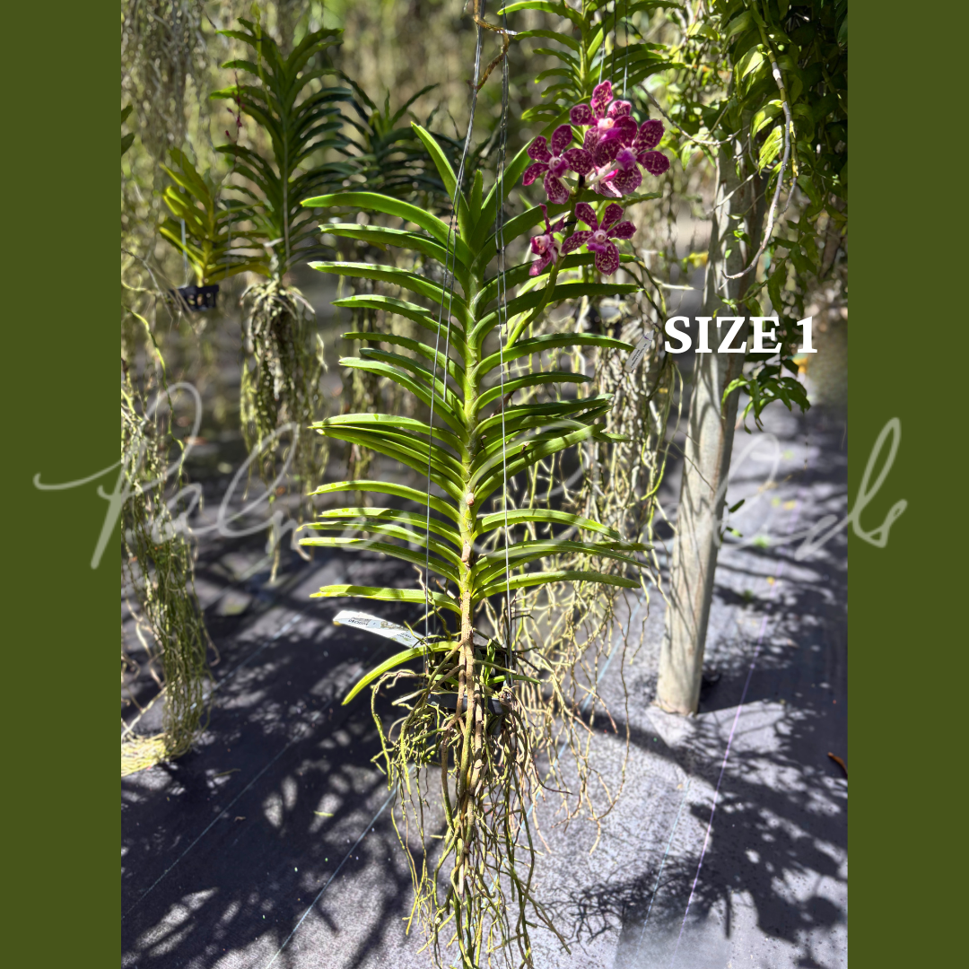 Vct. Mem. Holland Tan - Palmer Orchids 6.png