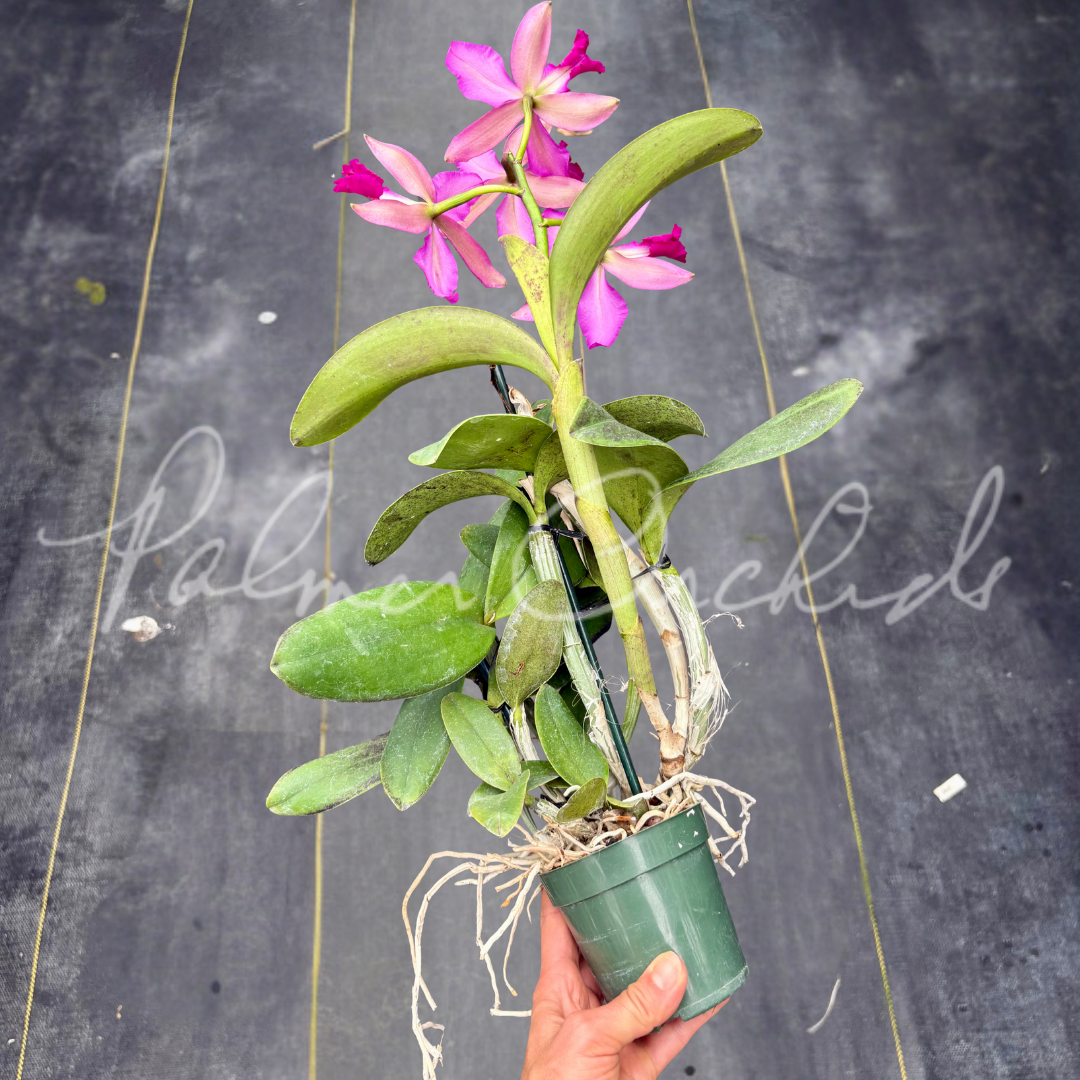 Cattleya Notturno (Cattleya violacea 'Lea' x Cattleya schilleriana 'Big Lip')