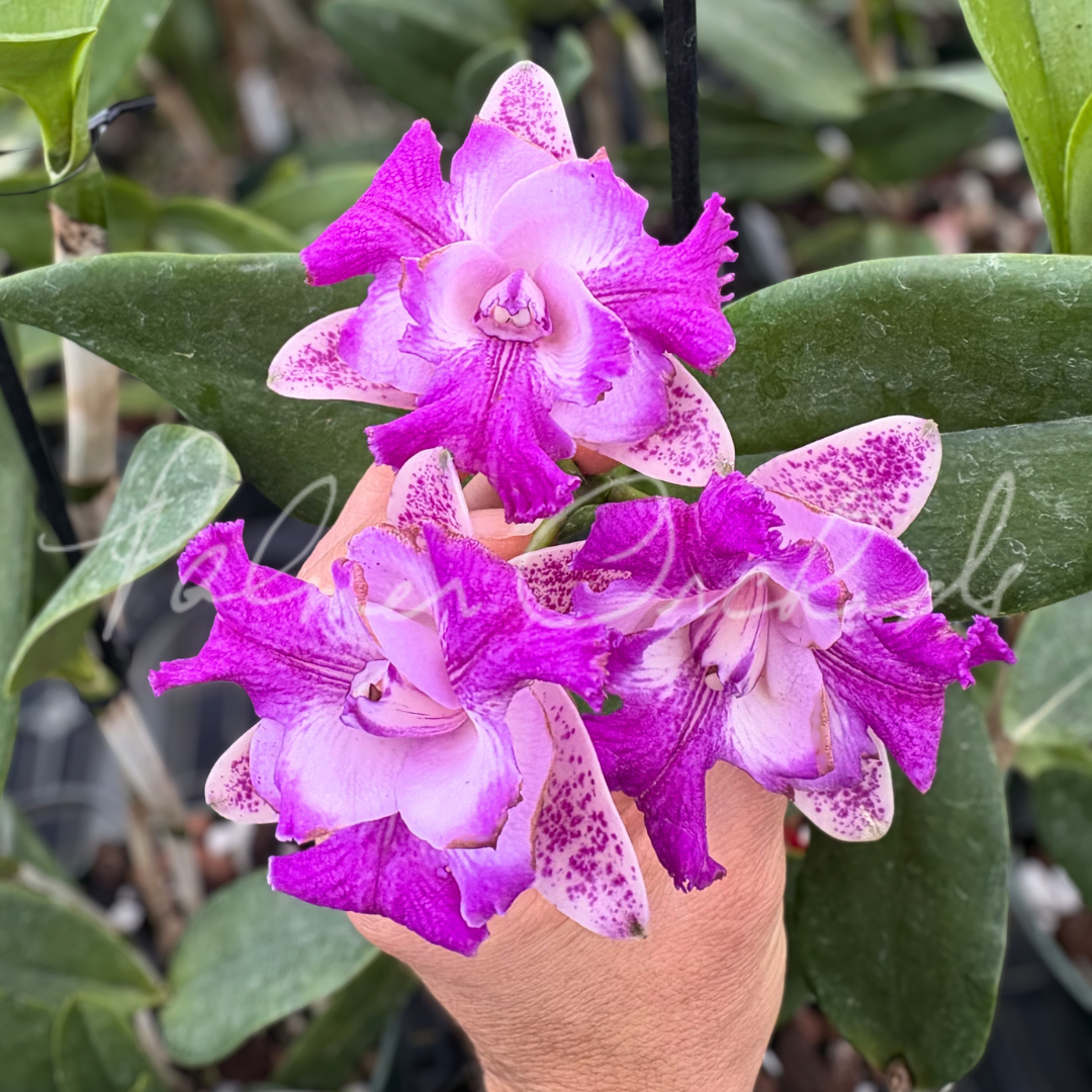 C. Monte Elegante x tigrina peloric cluster.png
