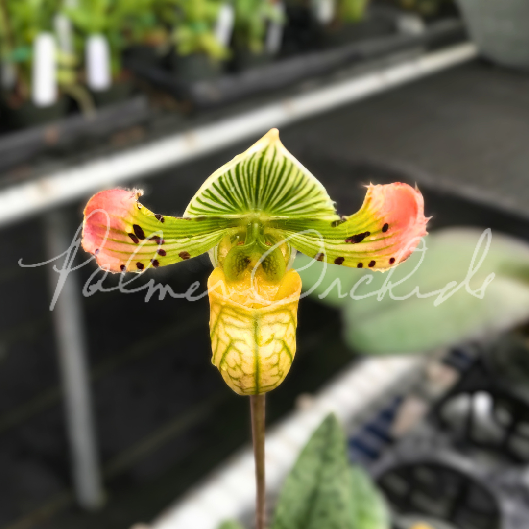 Paph. venustum 3.png