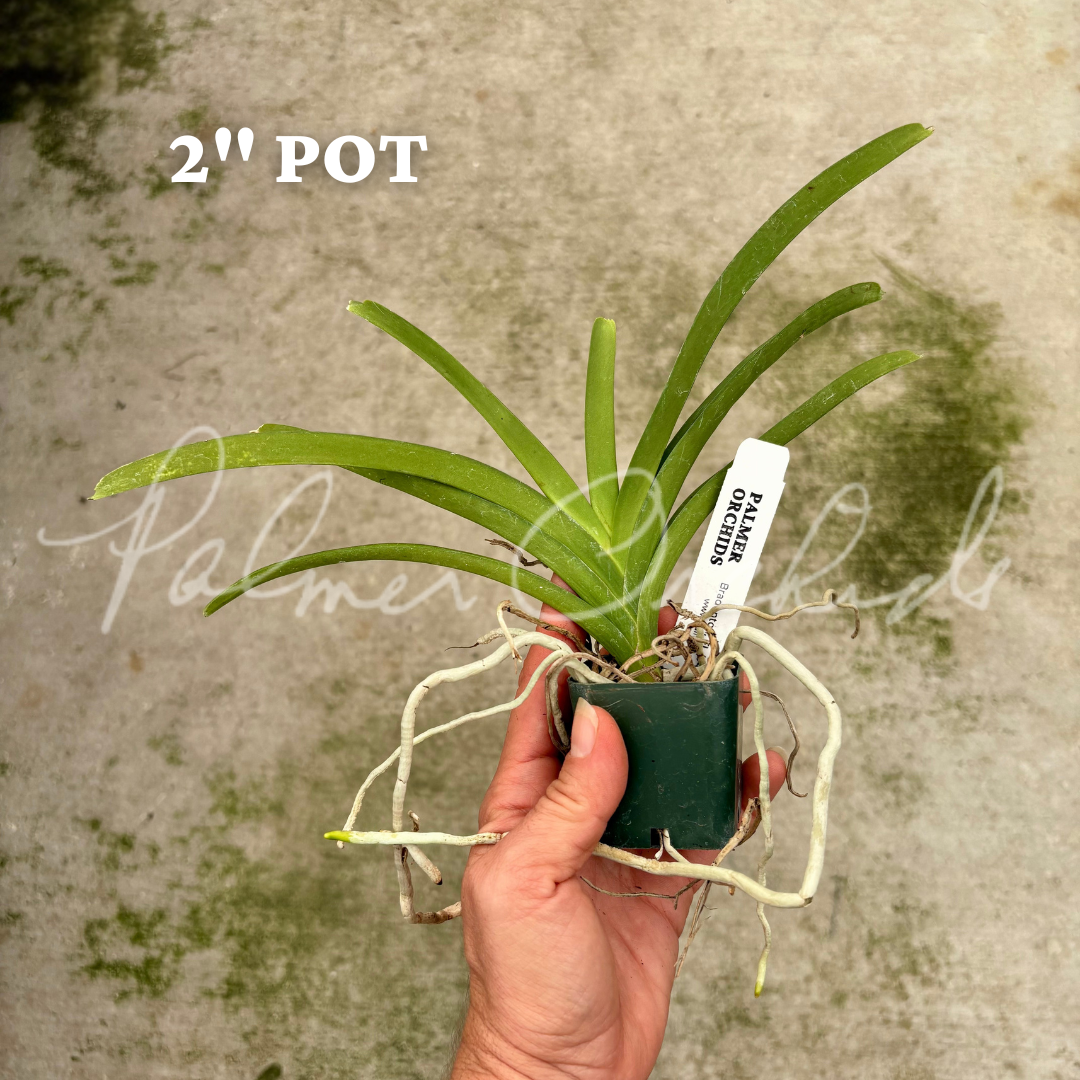 Vanda sanderiana alba 5.png