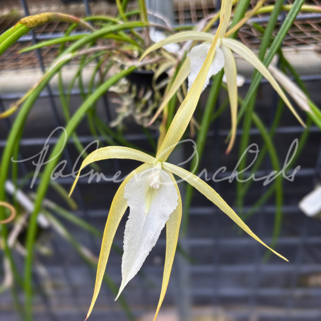Brassavola SVO Crazyarachno (Brassavola perrinii × Brassavola appendiculata) 5.png