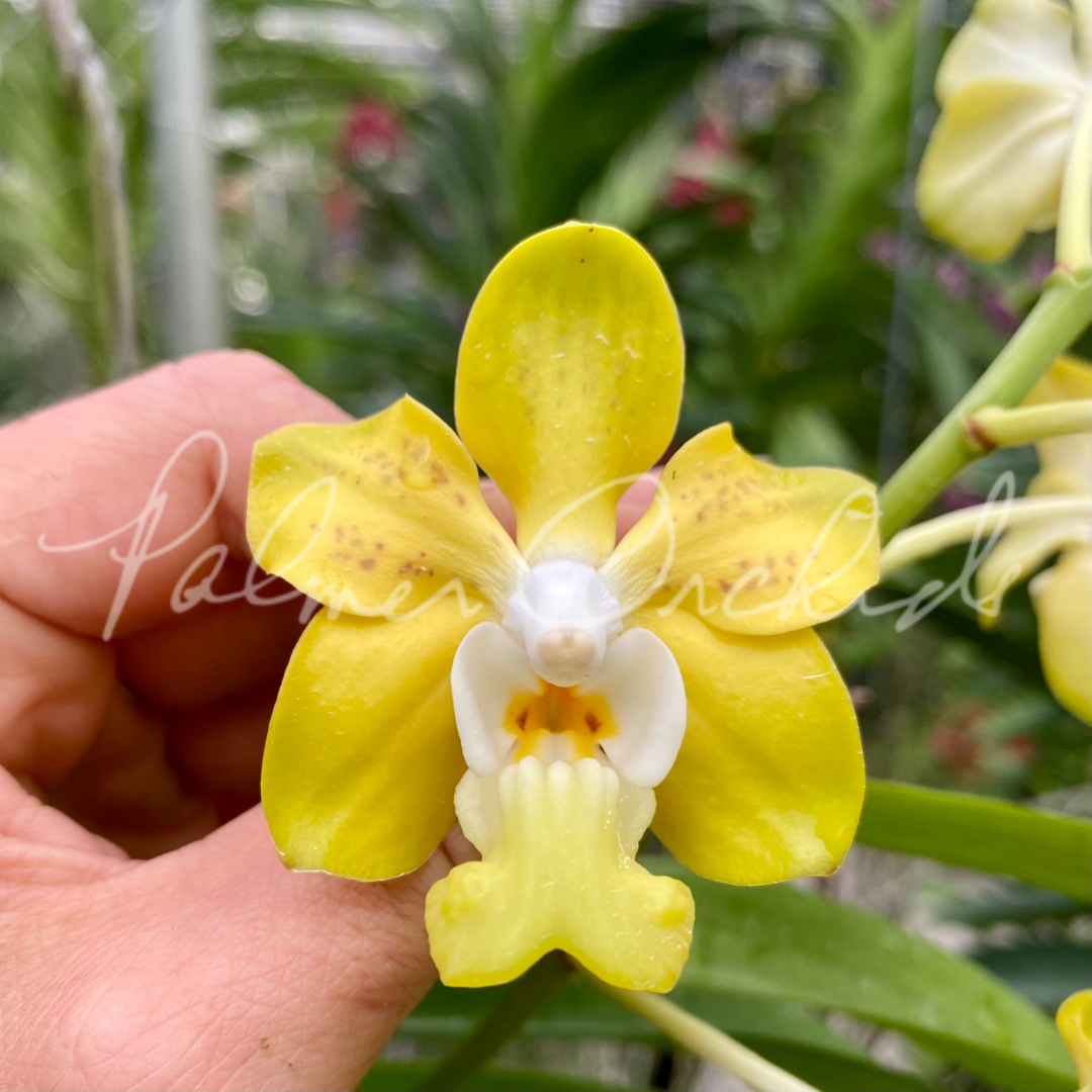 Vanda denisoniana flower.png