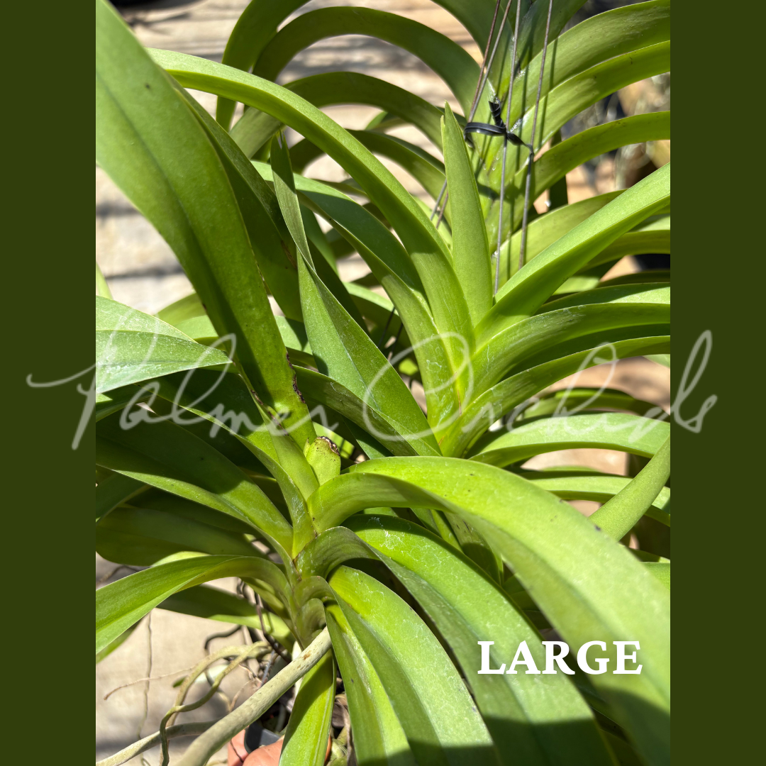Vanda foetida 4.png