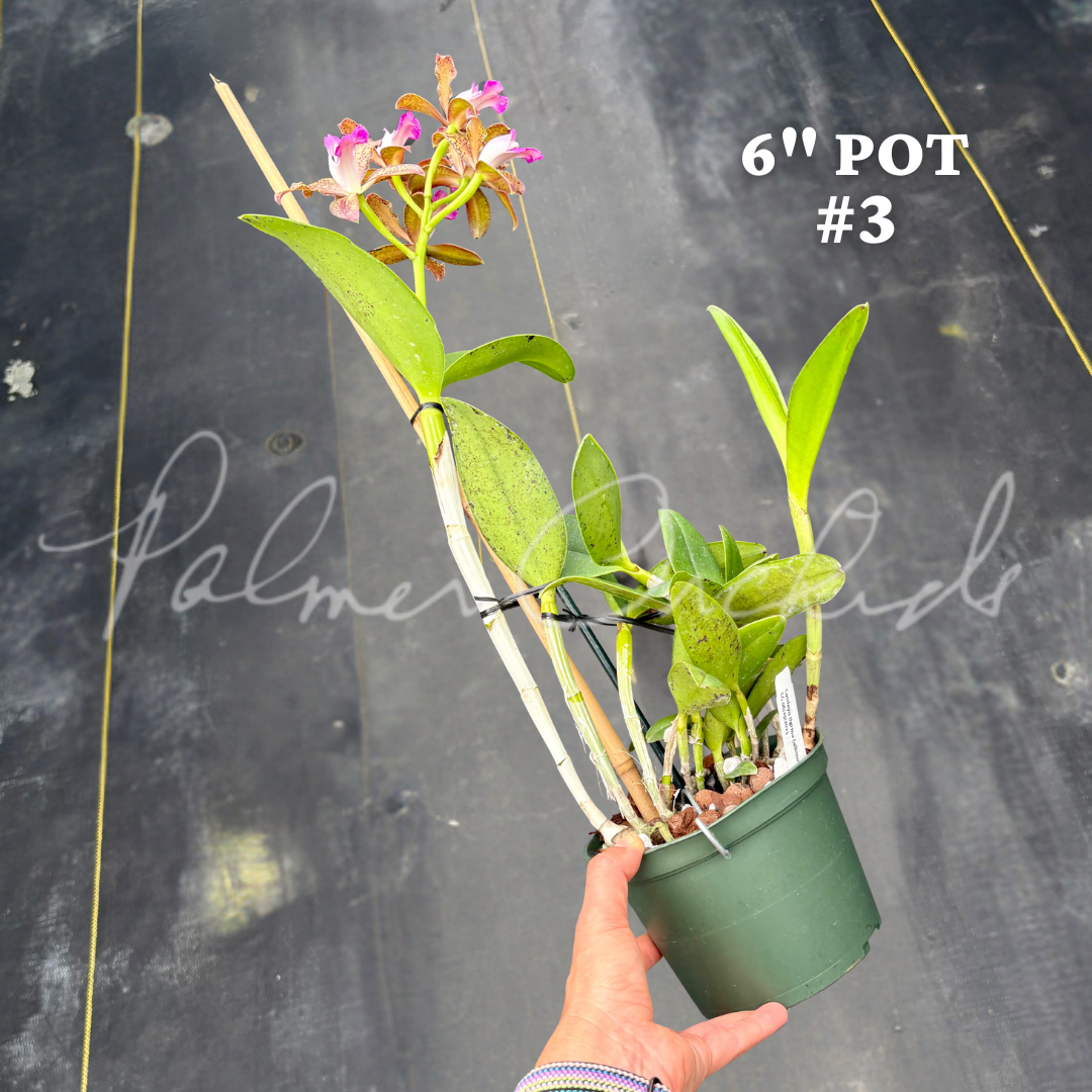 Cattleya tigrina (albina x alba) 11.png