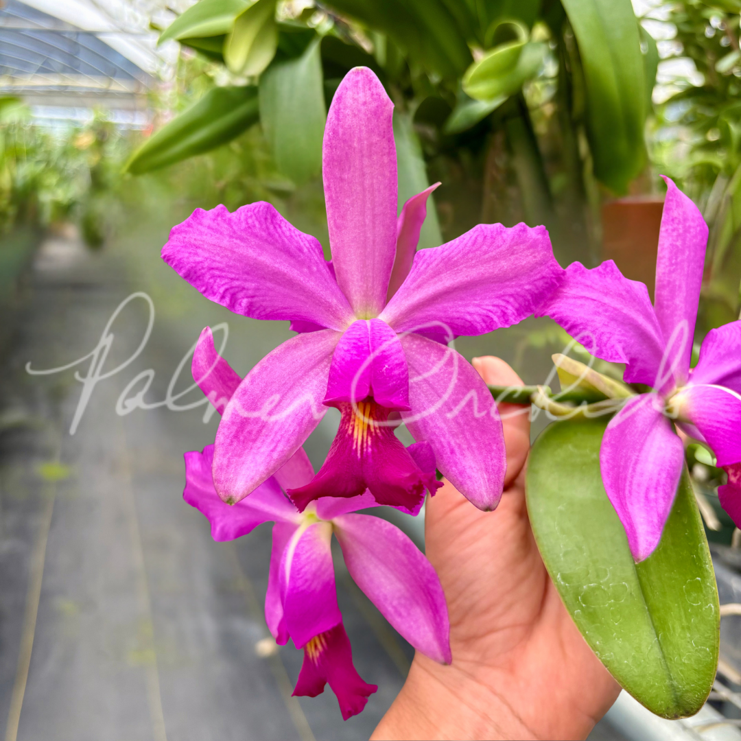 Cattleya Notturno (Cattleya violacea 'Lea' x Cattleya schilleriana 'Big Lip')