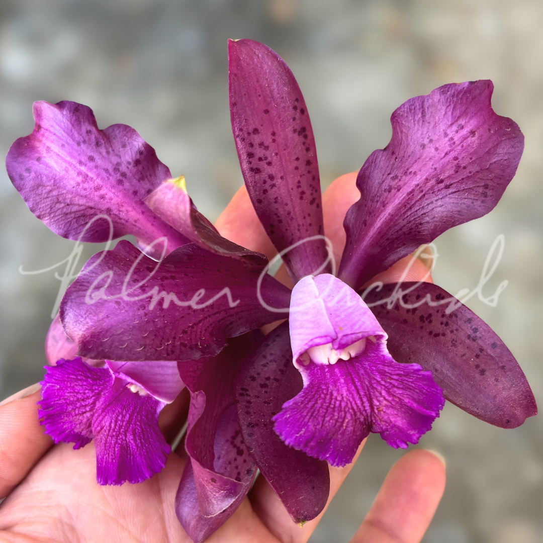 Cattleya Maui Plum